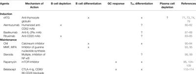 Harnessing the B Cell Response in Kidney Transplantation – Current State and Future Directions